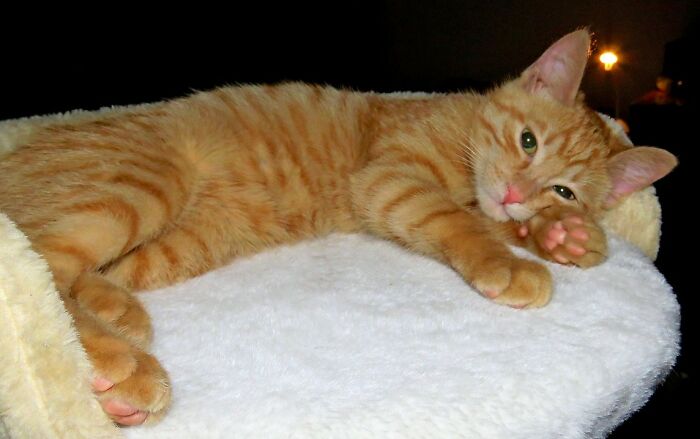 Hey Pandas, Take A Photo Of Your Pet (Closed) Hey Pandas, Take A Photo Of Your Pet (Closed)