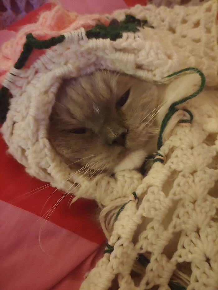 Hey Pandas, Take A Photo Of Your Pet (Closed) Hey Pandas, Take A Photo Of Your Pet (Closed)