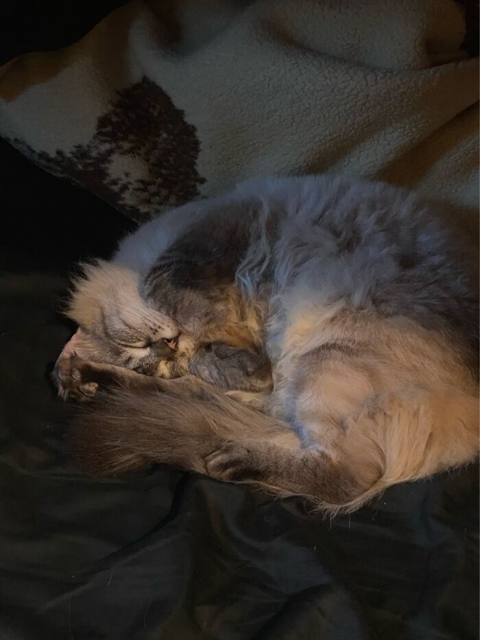 Hey Pandas, Take A Photo Of Your Pet (Closed) Hey Pandas, Take A Photo Of Your Pet (Closed)