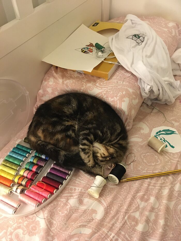 Hey Pandas, Take A Photo Of Your Pet (Closed) Hey Pandas, Take A Photo Of Your Pet (Closed)