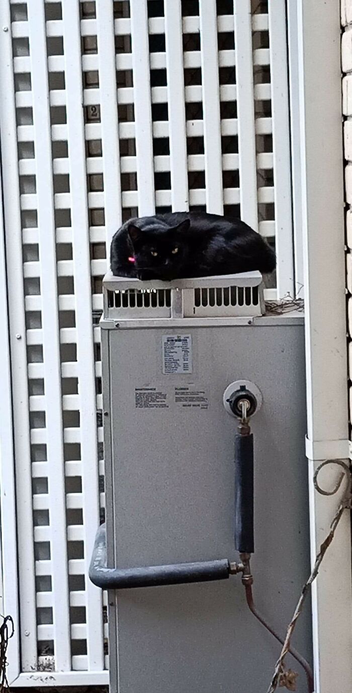 Hey Pandas, Take A Photo Of Your Pet (Closed) Hey Pandas, Take A Photo Of Your Pet (Closed)