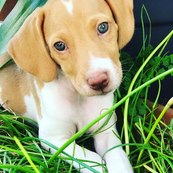 Hey Pandas, Take A Photo Of Your Pet (Closed) Hey Pandas, Take A Photo Of Your Pet (Closed)