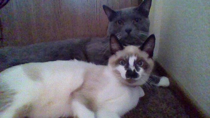 Hey Pandas, Take A Photo Of Your Pet (Closed) Hey Pandas, Take A Photo Of Your Pet (Closed)