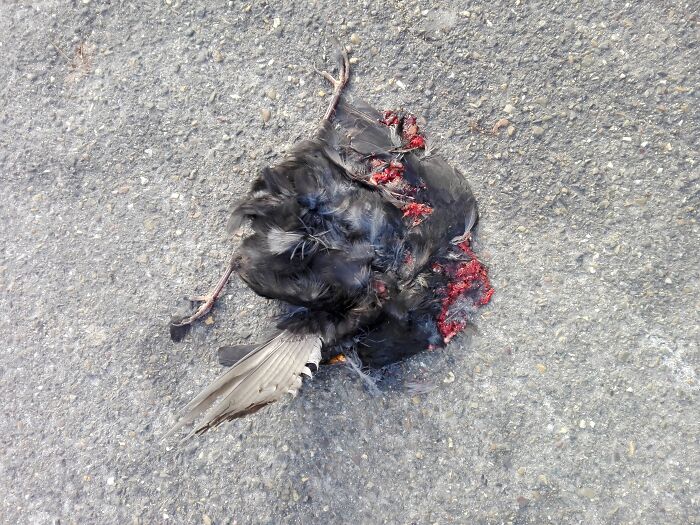 Hey Pandas, Use Pictures To Describe Your Day (Closed) Hey Pandas, Use Pictures To Describe Your Day (Closed)