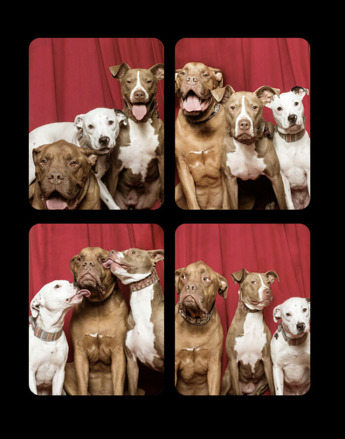 Photographer Puts Dogs In A Special Photobooth And Captures Their Reactions (30 Pics) Photographer Puts Dogs In A Special Photobooth And Captures Their Reactions (30 Pics)