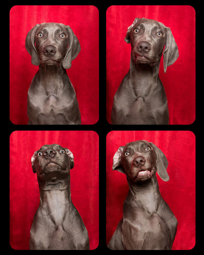 Photographer Puts Dogs In A Special Photobooth And Captures Their Reactions (30 Pics) Photographer Puts Dogs In A Special Photobooth And Captures Their Reactions (30 Pics)