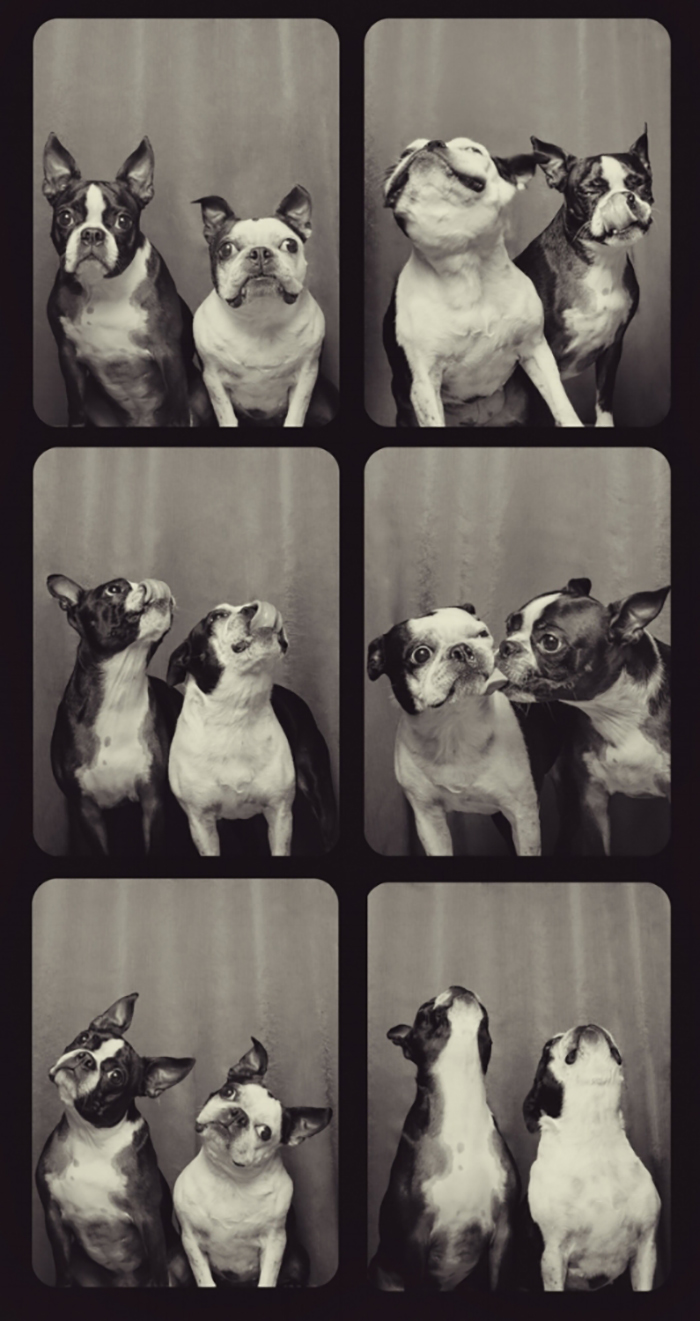 Photographer Puts Dogs In A Special Photobooth And Captures Their Reactions (30 Pics) Photographer Puts Dogs In A Special Photobooth And Captures Their Reactions (30 Pics)