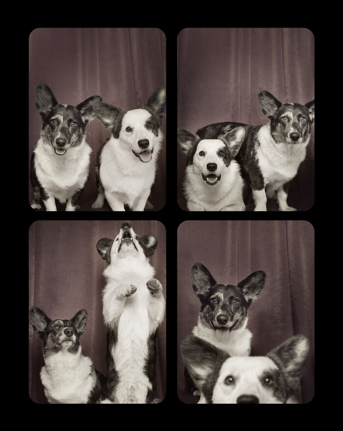 Photographer Puts Dogs In A Special Photobooth And Captures Their Reactions (30 Pics) Photographer Puts Dogs In A Special Photobooth And Captures Their Reactions (30 Pics)