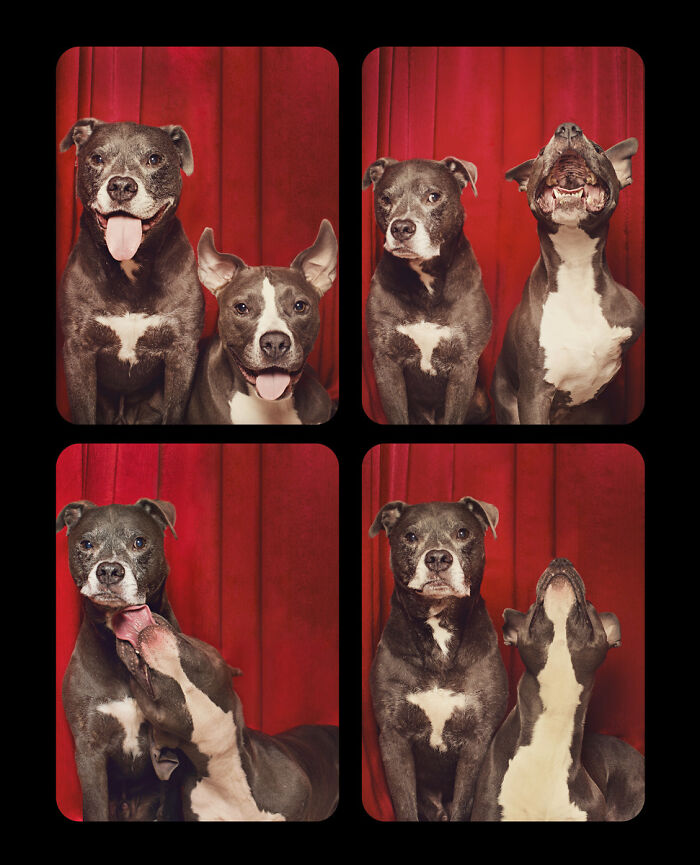 Photographer Puts Dogs In A Special Photobooth And Captures Their Reactions (30 Pics) Photographer Puts Dogs In A Special Photobooth And Captures Their Reactions (30 Pics)