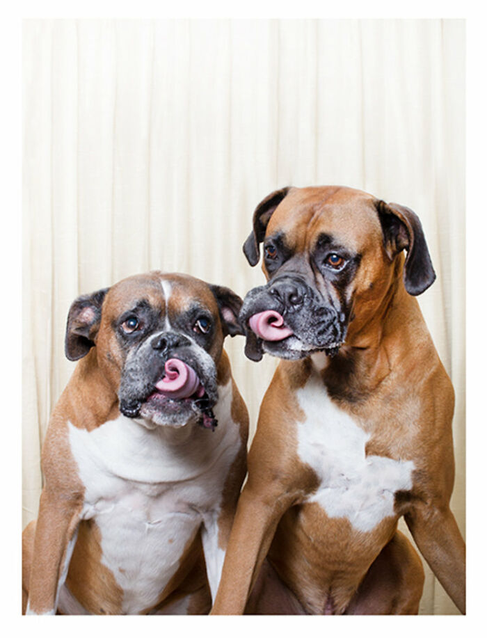 Photographer Puts Dogs In A Special Photobooth And Captures Their Reactions (30 Pics) Photographer Puts Dogs In A Special Photobooth And Captures Their Reactions (30 Pics)