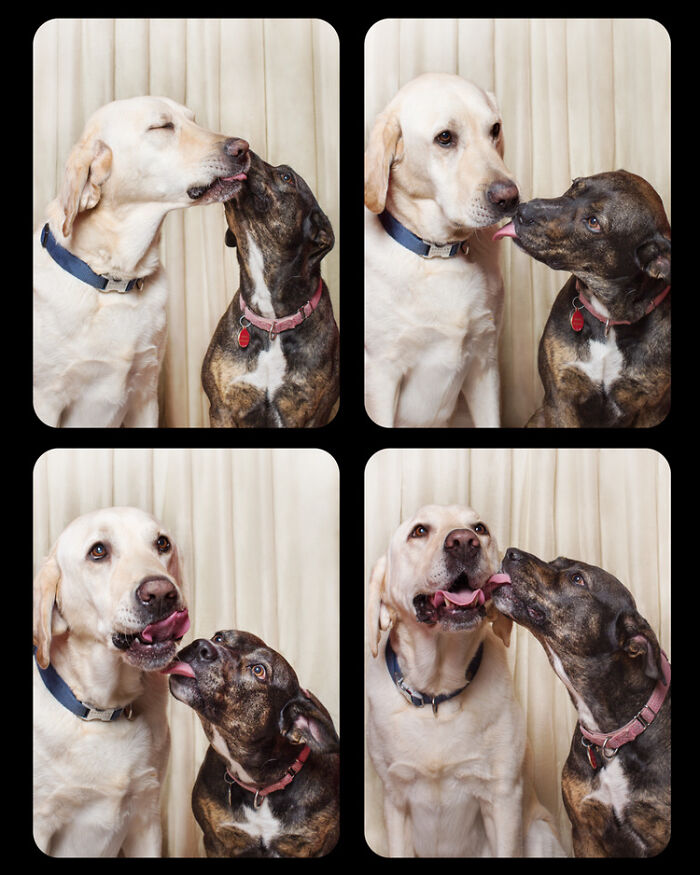 Photographer Puts Dogs In A Special Photobooth And Captures Their Reactions (30 Pics) Photographer Puts Dogs In A Special Photobooth And Captures Their Reactions (30 Pics)