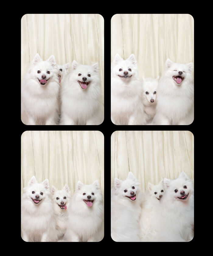 Photographer Puts Dogs In A Special Photobooth And Captures Their Reactions (30 Pics) Photographer Puts Dogs In A Special Photobooth And Captures Their Reactions (30 Pics)