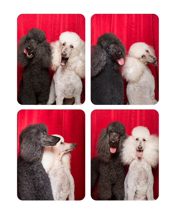 Photographer Puts Dogs In A Special Photobooth And Captures Their Reactions (30 Pics) Photographer Puts Dogs In A Special Photobooth And Captures Their Reactions (30 Pics)
