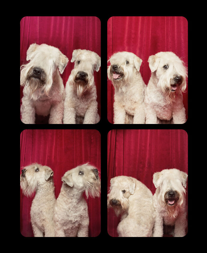 Photographer Puts Dogs In A Special Photobooth And Captures Their Reactions (30 Pics) Photographer Puts Dogs In A Special Photobooth And Captures Their Reactions (30 Pics)