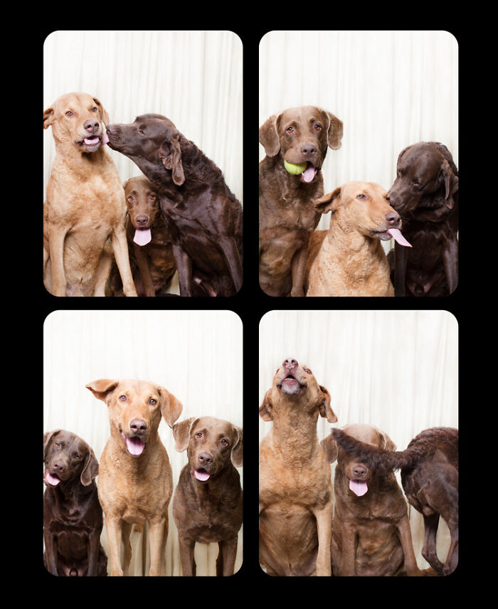Photographer Puts Dogs In A Special Photobooth And Captures Their Reactions (30 Pics) Photographer Puts Dogs In A Special Photobooth And Captures Their Reactions (30 Pics)