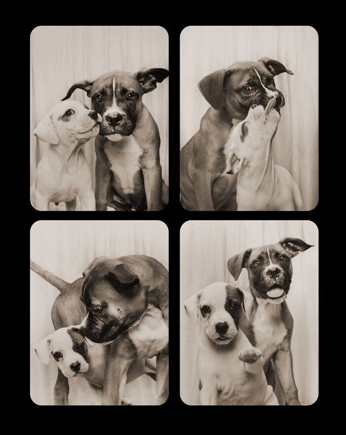 Photographer Puts Dogs In A Special Photobooth And Captures Their Reactions (30 Pics) Photographer Puts Dogs In A Special Photobooth And Captures Their Reactions (30 Pics)