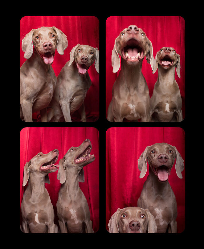 Photographer Puts Dogs In A Special Photobooth And Captures Their Reactions (30 Pics) Photographer Puts Dogs In A Special Photobooth And Captures Their Reactions (30 Pics)