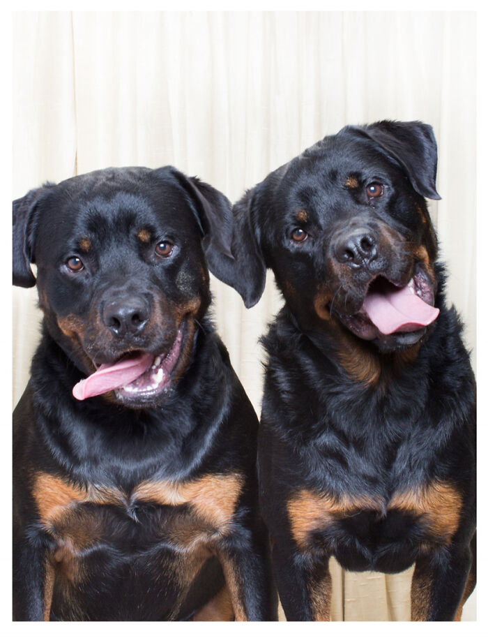Photographer Puts Dogs In A Special Photobooth And Captures Their Reactions (30 Pics) Photographer Puts Dogs In A Special Photobooth And Captures Their Reactions (30 Pics)
