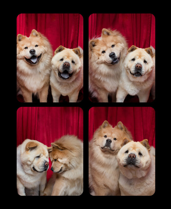 Photographer Puts Dogs In A Special Photobooth And Captures Their Reactions (30 Pics) Photographer Puts Dogs In A Special Photobooth And Captures Their Reactions (30 Pics)