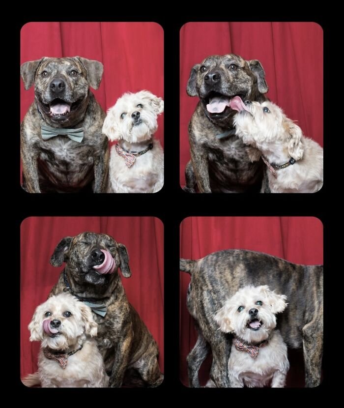 Photographer Puts Dogs In A Special Photobooth And Captures Their Reactions (30 Pics) Photographer Puts Dogs In A Special Photobooth And Captures Their Reactions (30 Pics)