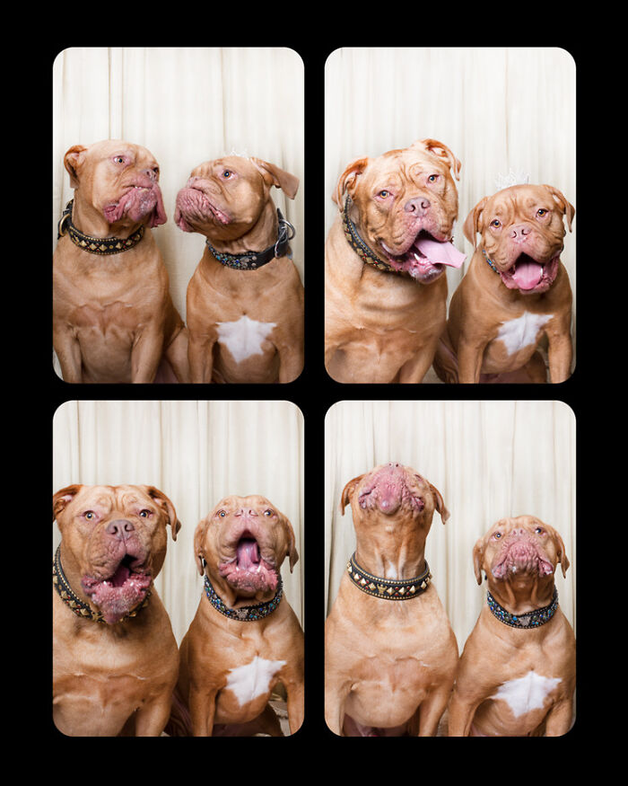 Photographer Puts Dogs In A Special Photobooth And Captures Their Reactions (30 Pics) Photographer Puts Dogs In A Special Photobooth And Captures Their Reactions (30 Pics)