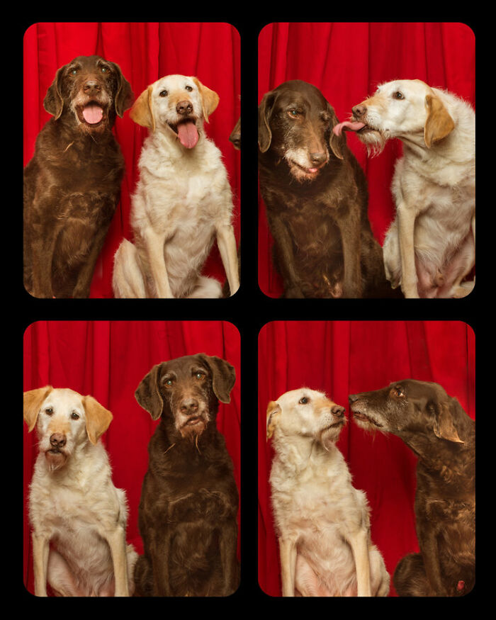Photographer Puts Dogs In A Special Photobooth And Captures Their Reactions (30 Pics) Photographer Puts Dogs In A Special Photobooth And Captures Their Reactions (30 Pics)