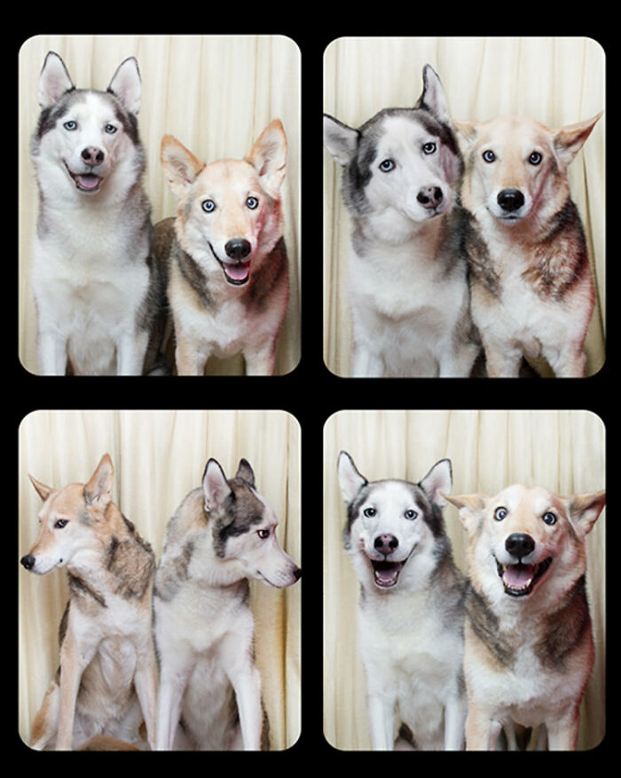 Photographer Puts Dogs In A Special Photobooth And Captures Their Reactions (30 Pics) Photographer Puts Dogs In A Special Photobooth And Captures Their Reactions (30 Pics)