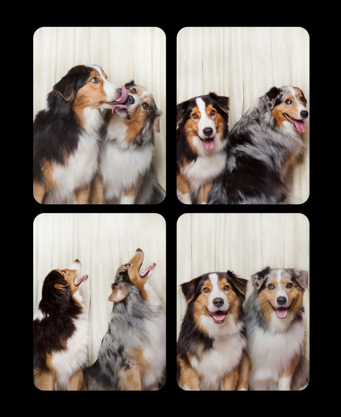Photographer Puts Dogs In A Special Photobooth And Captures Their Reactions (30 Pics) Photographer Puts Dogs In A Special Photobooth And Captures Their Reactions (30 Pics)
