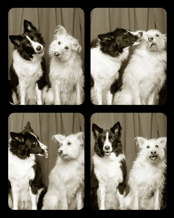 Photographer Puts Dogs In A Special Photobooth And Captures Their Reactions (30 Pics) Photographer Puts Dogs In A Special Photobooth And Captures Their Reactions (30 Pics)