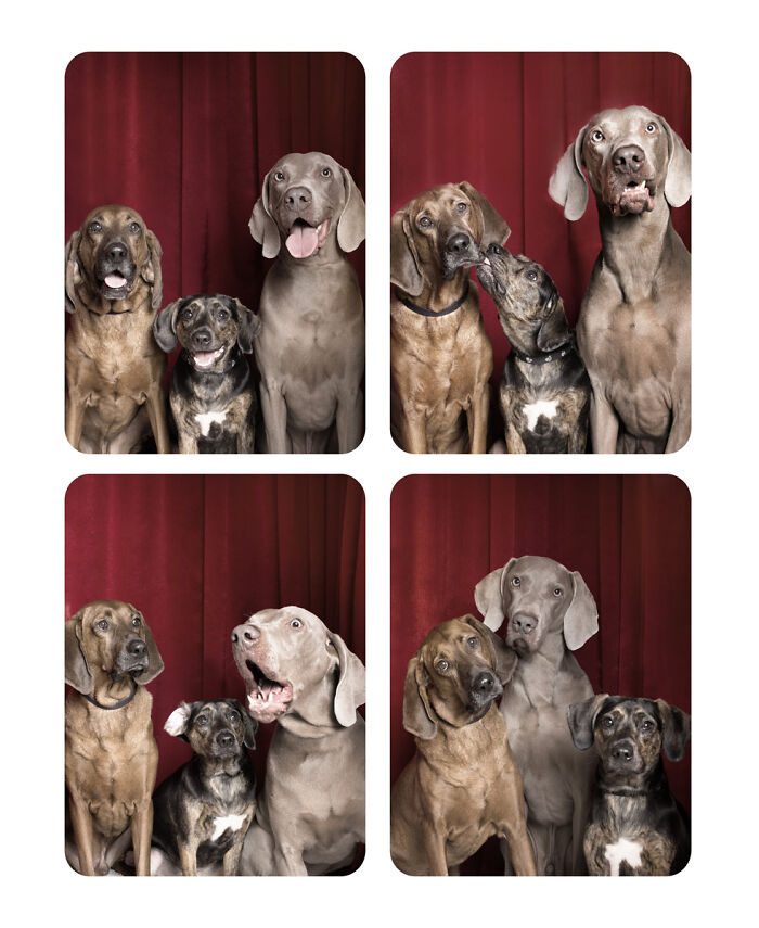 Photographer Puts Dogs In A Special Photobooth And Captures Their Reactions (30 Pics) Photographer Puts Dogs In A Special Photobooth And Captures Their Reactions (30 Pics)