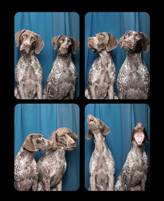 Photographer Puts Dogs In A Special Photobooth And Captures Their Reactions (30 Pics) Photographer Puts Dogs In A Special Photobooth And Captures Their Reactions (30 Pics)