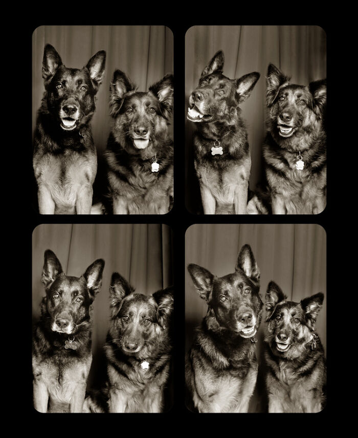 Photographer Puts Dogs In A Special Photobooth And Captures Their Reactions (30 Pics) Photographer Puts Dogs In A Special Photobooth And Captures Their Reactions (30 Pics)