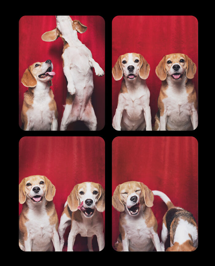 Photographer Puts Dogs In A Special Photobooth And Captures Their Reactions (30 Pics) Photographer Puts Dogs In A Special Photobooth And Captures Their Reactions (30 Pics)