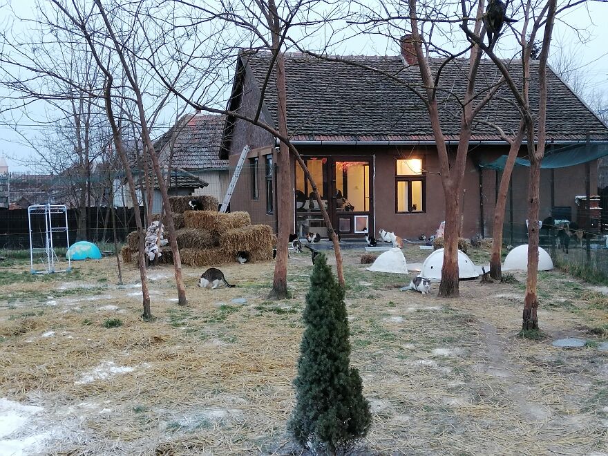 We Are A Small Cat Rescue Shelter, And Here’s An Update On Our 200 Cat House We Are A Small Cat Rescue Shelter, And Here’s An Update On Our 200 Cat House