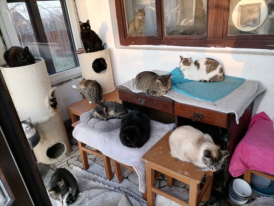 We Are A Small Cat Rescue Shelter, And Here’s An Update On Our 200 Cat House We Are A Small Cat Rescue Shelter, And Here’s An Update On Our 200 Cat House