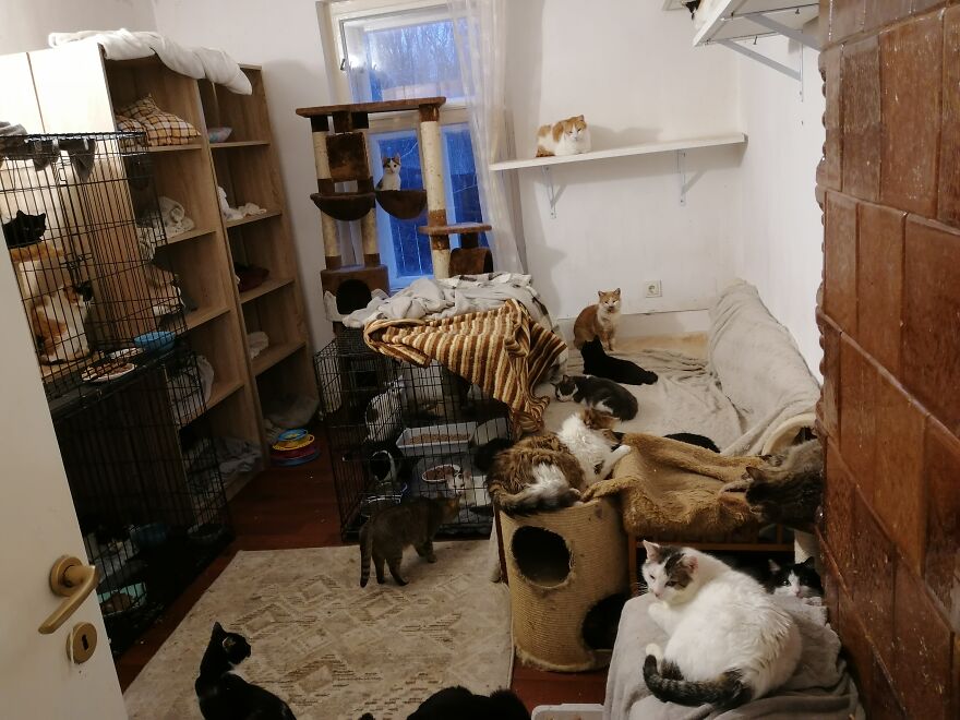 We Are A Small Cat Rescue Shelter, And Here’s An Update On Our 200 Cat House We Are A Small Cat Rescue Shelter, And Here’s An Update On Our 200 Cat House
