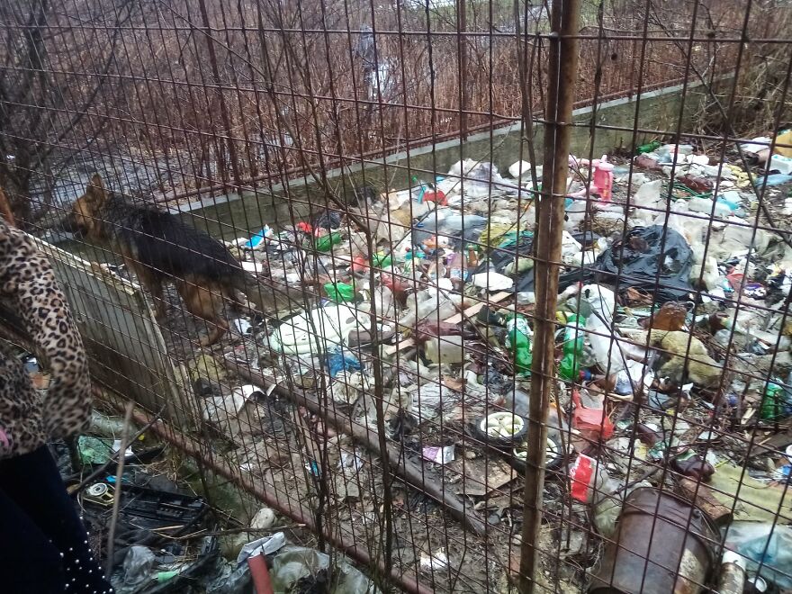 We Are A Small Cat Rescue Shelter, And Here’s An Update On Our 200 Cat House We Are A Small Cat Rescue Shelter, And Here’s An Update On Our 200 Cat House