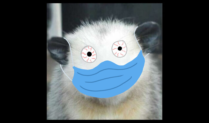 Hey Pandas, Draw A Face For This Opossum (Closed) Hey Pandas, Draw A Face For This Opossum (Closed)