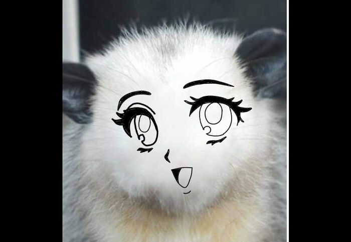 Hey Pandas, Draw A Face For This Opossum (Closed) Hey Pandas, Draw A Face For This Opossum (Closed)