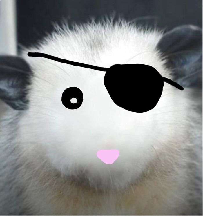 Hey Pandas, Draw A Face For This Opossum (Closed) Hey Pandas, Draw A Face For This Opossum (Closed)