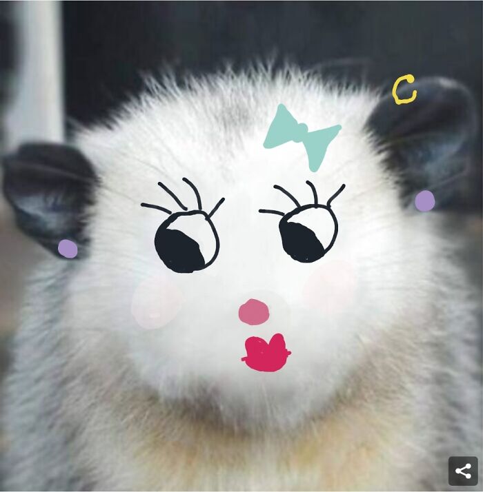 Hey Pandas, Draw A Face For This Opossum (Closed) Hey Pandas, Draw A Face For This Opossum (Closed)