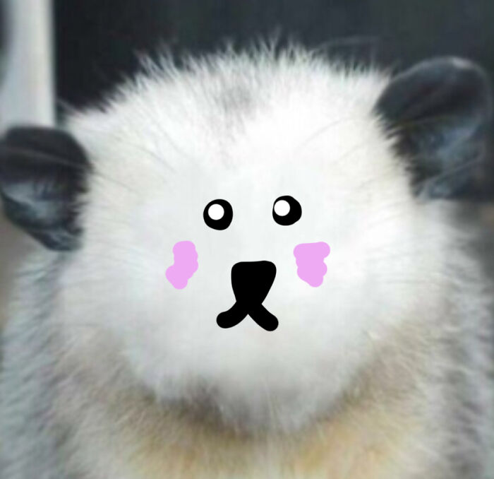 Hey Pandas, Draw A Face For This Opossum (Closed) Hey Pandas, Draw A Face For This Opossum (Closed)