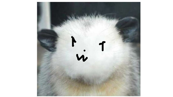 Hey Pandas, Draw A Face For This Opossum (Closed) Hey Pandas, Draw A Face For This Opossum (Closed)