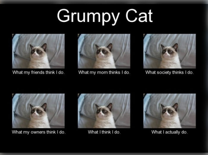 Hey Pandas, Post Some Grumpy Cat Memes (Closed) Hey Pandas, Post Some Grumpy Cat Memes (Closed)