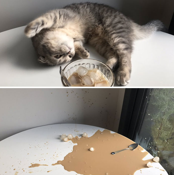 People Are Laughing At These 43 Cats Chilling In Places They Shouldn’t Be, Posted By This Twitter Account