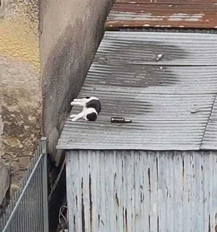 People Are Laughing At These 43 Cats Chilling In Places They Shouldn’t Be, Posted By This Twitter Account