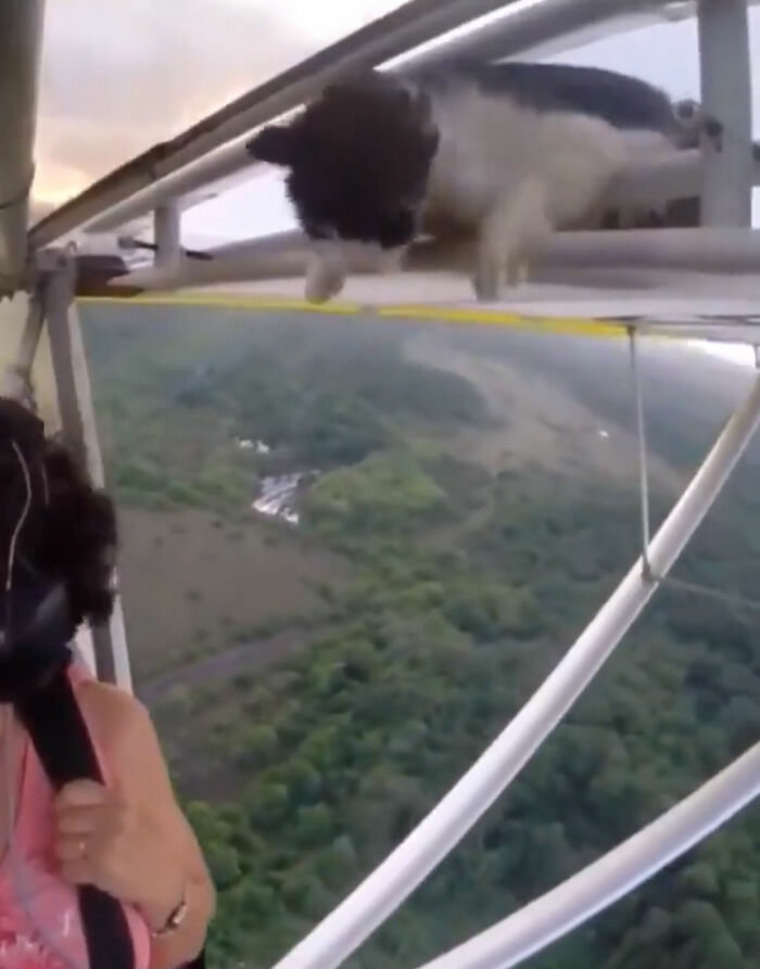 People Are Laughing At These 43 Cats Chilling In Places They Shouldn’t Be, Posted By This Twitter Account