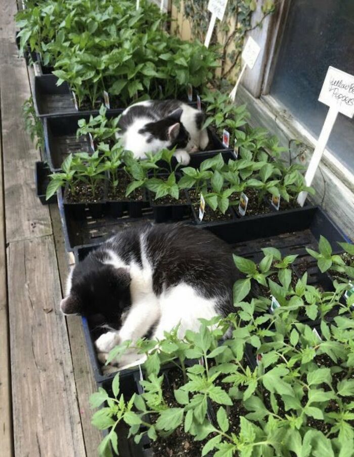 People Are Laughing At These 43 Cats Chilling In Places They Shouldn’t Be, Posted By This Twitter Account