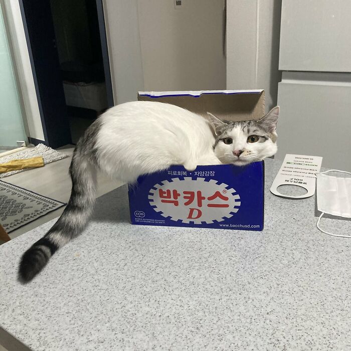 People Are Laughing At These 43 Cats Chilling In Places They Shouldn’t Be, Posted By This Twitter Account