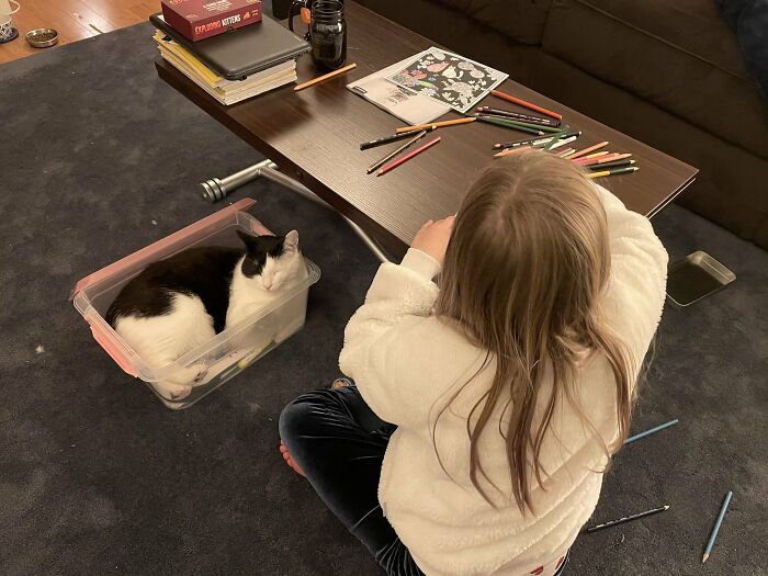 People Are Laughing At These 43 Cats Chilling In Places They Shouldn’t Be, Posted By This Twitter Account